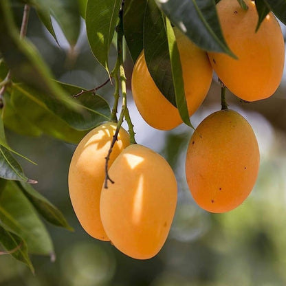 Alphonso – The King of Mangoes
