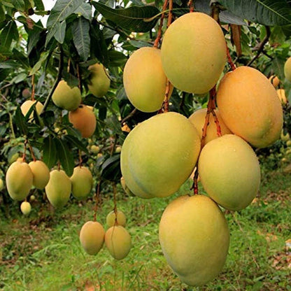 Alphonso – The King of Mangoes